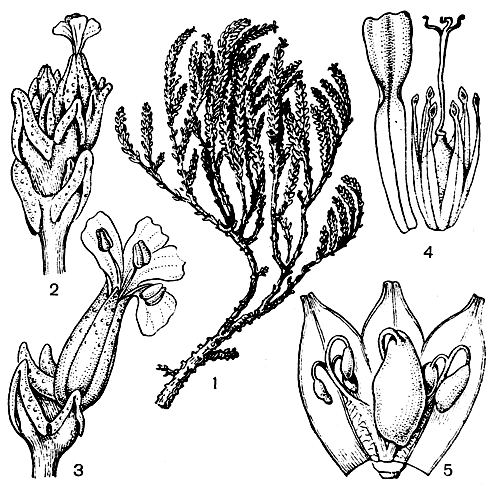 Рис. 33. Нидерлейния можжевельниковидная (Niederleinia juniperoides): 1 - фрагмент цветоносного побега; 2 - соцветие с женскими цветками; 3 - мужской цветок; 4 - лепесток, пестик и стаминодии; 5 - фрагмент женского цветка с завязью и редуцированными тычинками