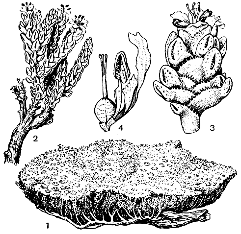 Рис. 34. Антобриум трехтычиночный (Anthobryum triandrum): 1 - общий вид растения; 2 - ветвь; 3 - верхняя часть побега с цветком; 4 - лепесток, тычинка, пестик