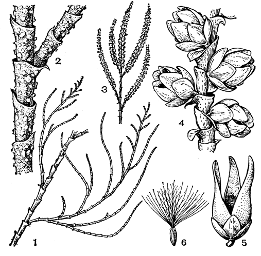 Рис. 35. Тамариск безлистный (Tamarix aphylla): 1 - фрагмент вегетативного побега; 2 - участок ветви; 3 - соцветие; 4 - фрагмент соцветия; 5 - зрелая коробочка; 6 - семя