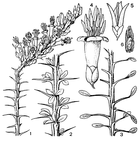 Рис. 37. Фукьерия блестящая (Fouquieria splendens): 1 - верхушка стебля с метельчатым соцветием; 2 - олиственный участок стебля с укороченными побегами и сидячими листьями; 3 - фрагмент молодого побега с длинночерешковыми листьями; 4 - цветок; 5 - раскрывшаяся коробочка; 6 - семя, покрытое спутанными цилиндрическими волосками
