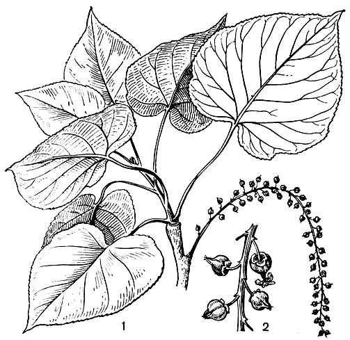 Рис. 38. Тополь реснитчатый (Populus ciliata): 1 - побег; 2 - часть женской сережки