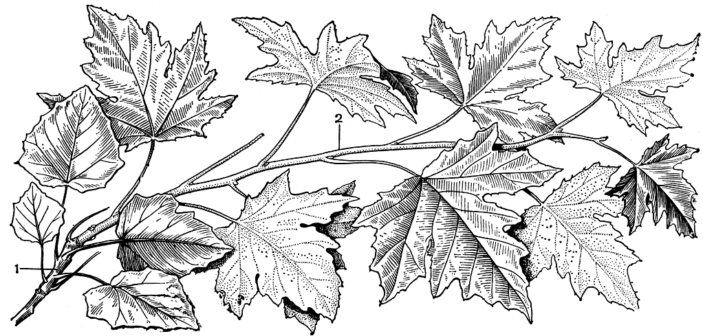 Рис. 40. Тополь белый (Populus alba): 1 - укороченный побег с мелкими цельными листьями; 2 - удлиненный побег с пальчатолопастными листьями