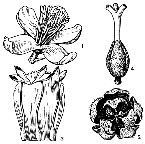 Рис. 42. Репродуктивные органы клетры. Клетра ольхолистная (Clethra alnifolia): 1 - цветок; 2 - раскрывшаяся коробочка, окруженная одревесневшим и чашелистиками. Клетра бородчато жилковатая (С. barbinervis): 3 - отдельный лепесток с тремя тычинками; 4 - завязь и столбик с тремя рыльцами
