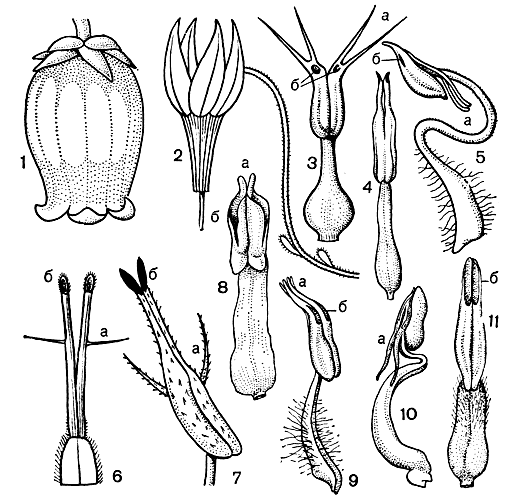 Рис. 44. Цветки и тычинки вересковых. Цветки: 1 - хамедафне болотная (Chamaedaphne calyculata); 2 - клюква (Oxycoccus). Тычинки: 3 - зеновия припудренная (Zenobia pulverulenta); 4 - хамедафне болотная (С. calyculata); 5 - лиония кустарниковая (Lyoniafruticosa); 6 - черника тычиночная (Vaccinium stamineum); 7 - черника обыкновенная (V.myrtillus); 8 - эллиотия кистевидная (Elliotia racemosa); 9 - гаультерия лежачая (Gaultheria procumbens); 10 - пиерис пышноцветный (Pieris floribunda); 11 - оксидендрум древовидный (Oxydendrum arboreum); a - тычиночные придатки; б - поры
