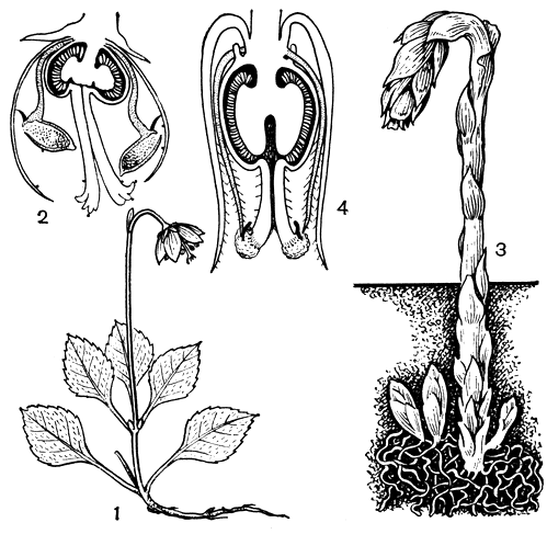 Рис. 46. Вересковые. Одноцветна (Moneses uniflora): 1 - общий вид растения. Грушанка средняя (Pyrola media): 2 - цветок в разрезе. Подъельник (Monotropa hypopithys): 3 - общий вид растения; 4 - цветок в разрезе