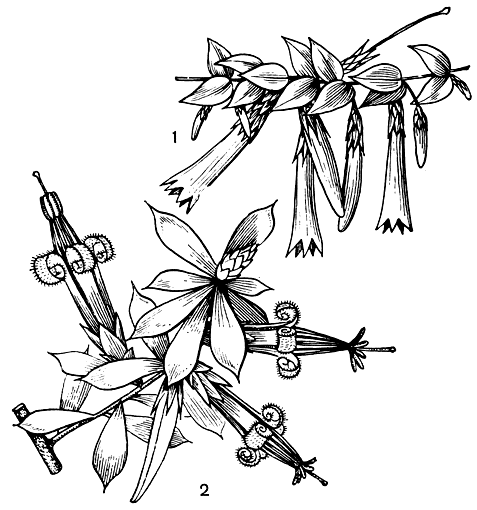 Рис. 47. Эпакрнсовые: 1 - эпакрис длинноцветковый (Epacris longiflora); 2 - стифелия зеленая (Styphelia viridis)