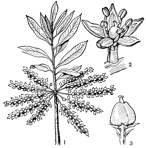 Рис. 48. Цирилла кистецветковая (Gyrilia racemi flora): 1 - ветвь с плодами; 2 - цветок; 3 - отдельный плод
