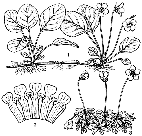 Рис. 49. Диапенсиевые. Шортия галаколистная (Shortia galaxifolia): 1 - ветвь с цветками. Пиксидантера (Pyxidanthera): 2 - препарированный венчик цветка, показывающий положение тычинок, сросшихся с лепестками. Диапенсия лапландская (Diapensia lapponica), 3 - ветвь с цветками