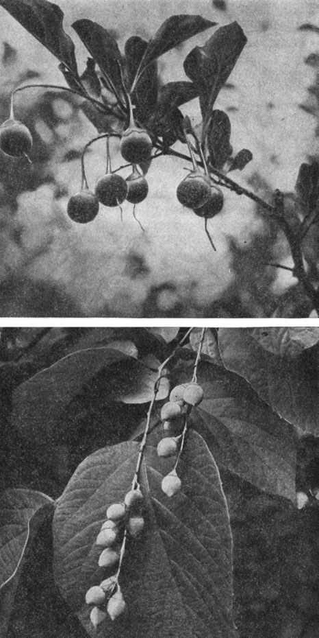 Рис. 50. Ветки стираксовых с незрелыми плодами: вверху - стиракс японский (Styrax japonicus); внизу - стиракс обассия (S. obassia)