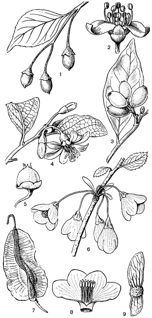 Рис. 51. Стираксовые и симплоковые. Стиракс японский (Styrax japonicus): 1 - ветвь с плодами. Симплокос изменчивый (Symplocos variabilis): 2 - цветок; 3 - плоды. Стиракс лекарственный (S. officinalis): 4 - ветвь с цветками; 5 - плод. Халезия Каролинская (Halesia Carolina): 6 - ветвь с цветками; 7 - плод; 8 - цветок. Альнифиллум Форчунa (Alniphyllum fortunei): 9 - семя