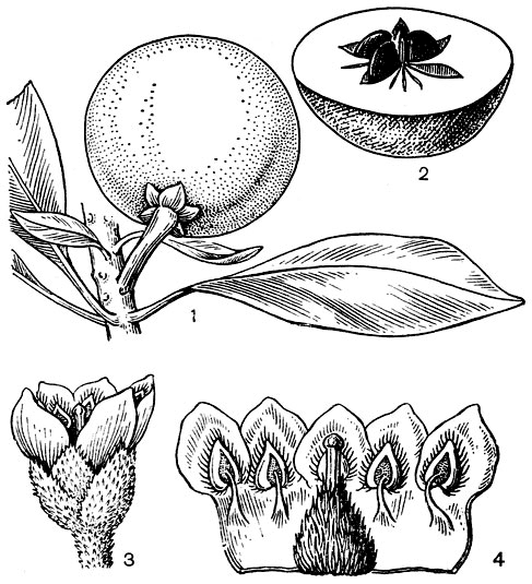 Рис. 53. Сапотовые. Саподиллa (Manilkara zapota): 1 - плод; 2 - плод в разрезе. Хризофиллум широколистный (Chrysophyllum amplifolium): 3 - цветок; 4 - развернутый цветок