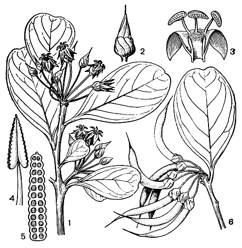 Рис. 54. Эгицерас рожковидный (Aegiceras corniculatum): 1 - цветущий побег; 2 - цветочный бутон (видна асимметричная чашечка); 3 - фрагмент цветка (венчик с тычинками); 4 - тычинка; 5 - продольный разрез гнезда пыльника, разделенного перегородками на камеры; 6 - фрагмент побега с плодами