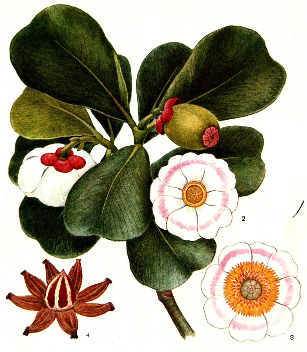Таблица 4. Клузия розовая (Clusia rosea): 1 - ветвь с цветком и плодом: 2 - женский цветок; 3 - обоеполый цветок; 4 - раскрытая коробочка с мясистыми семенами