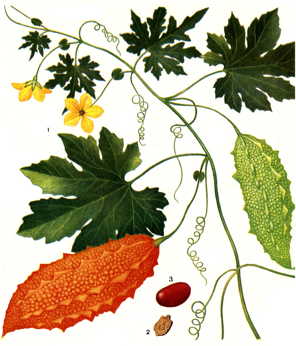 Таблица 8. Момордика харантиа (Momordica charantia): 1 - общий вид растения с цветками и плодами; 2 - семя; 3 - ариллус