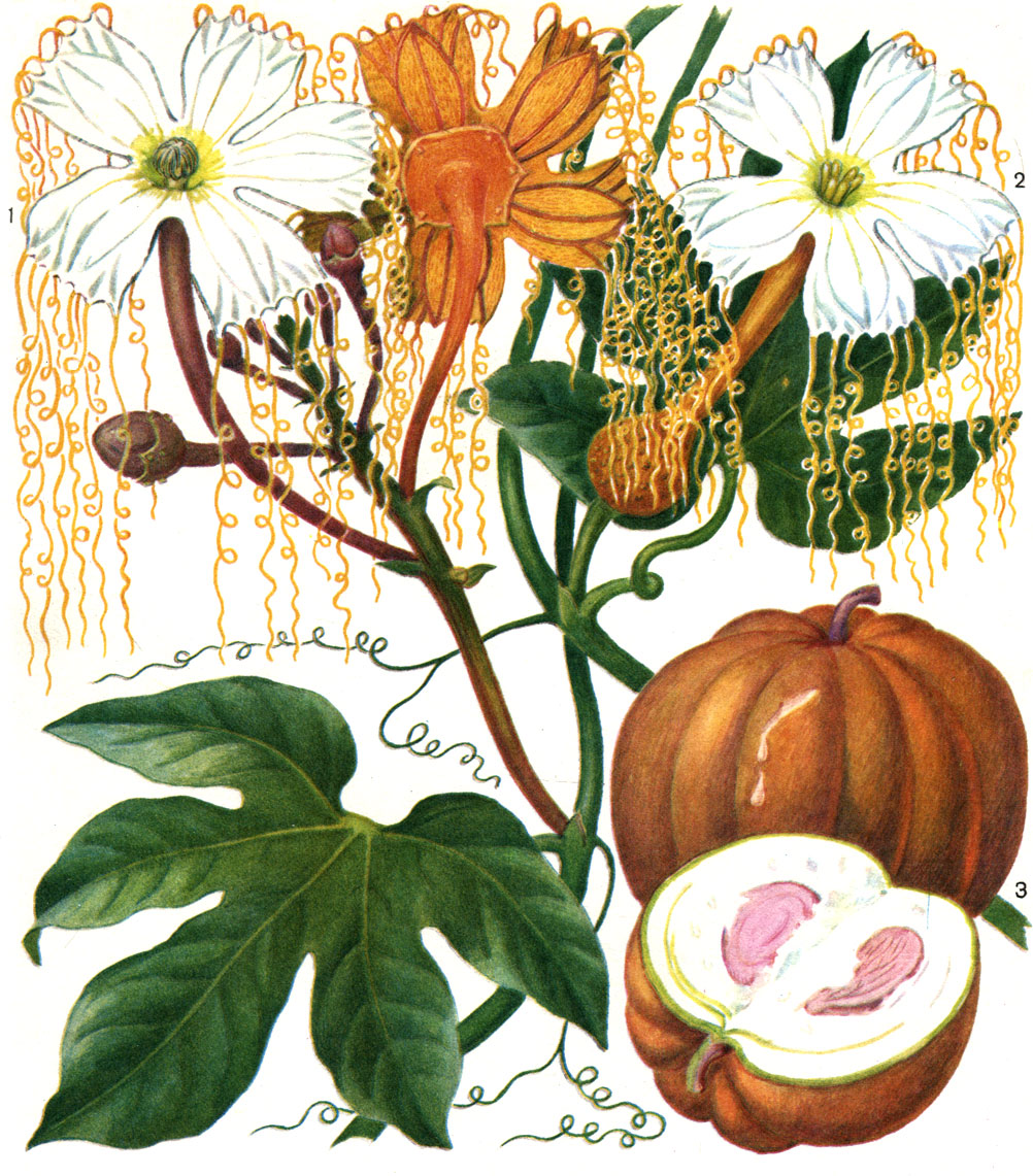 Таблица 9. Ходжсония гетероклита (Hodgsonia heteroclita): 1 - ветвь с мужскими цветками; 2 - ветвь с женским цветком; 3 - плод