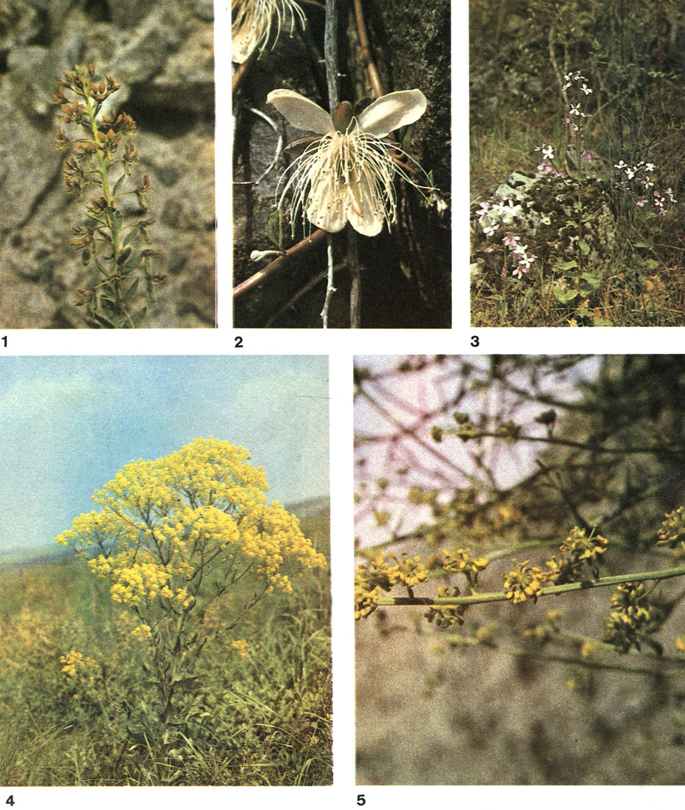 Порядок каперсовые (Capparales) [1981 - - Жизнь растений. Том 5. Часть 2. Цветковые растения]