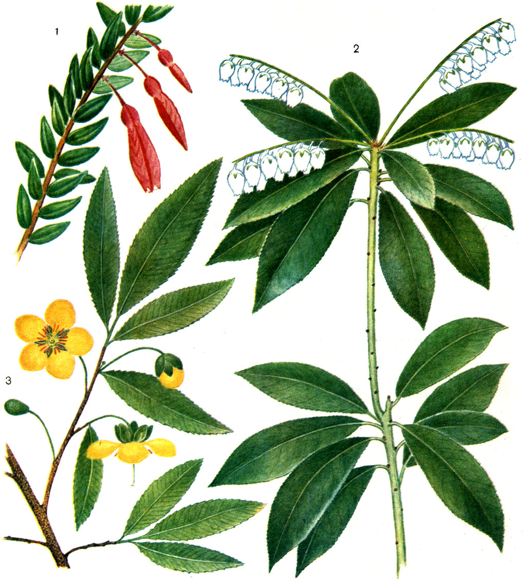 Таблица 12. Вересковые и охновые: 1 - агапетес ползучий (Agapetes serpens); 2 - кальмия многолистная (Kalmia polifolia); 3 - охна темно-пурпурная (Ochna atropurpurea)