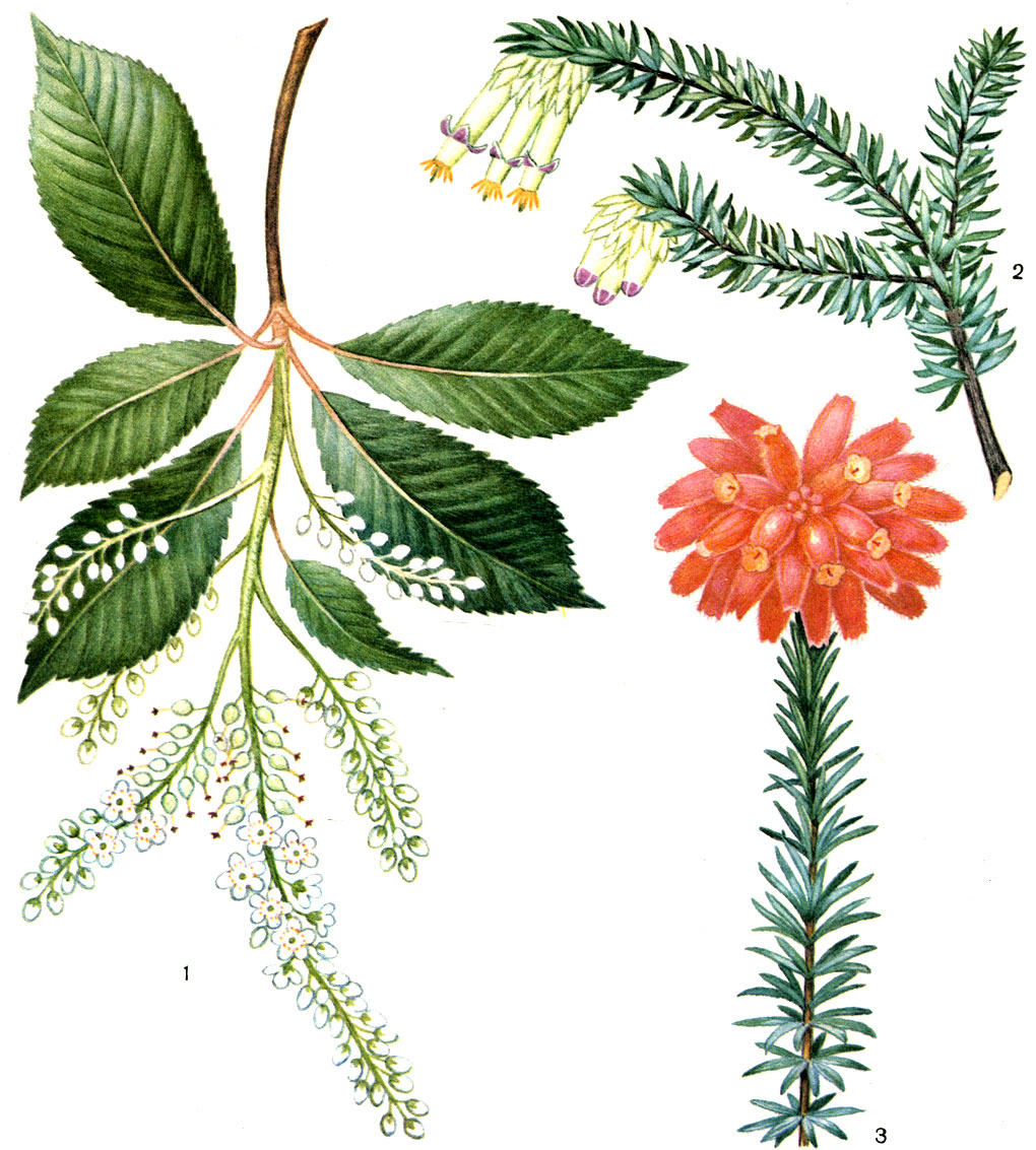 Таблица 14. Клетровые и вересковые: 1 - клетра бородчато-жилковая (Clethra barbinervis); 2 - эрика церинтовидная (Erica cerinthoides); 3 - эрика банксия, разновидность пурпурная (E. banksia var. purpurea)