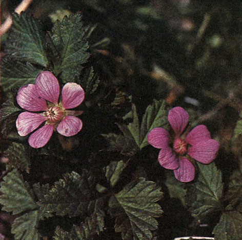 Таблица 25. Розовые: 2 - княженика арктическая, поляника, мамура (Rubus arcticus), Дальний Восток