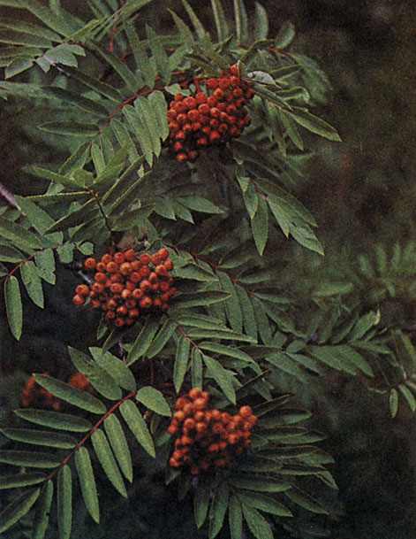 Таблица 25. Розовые: 4 - рябина камчатская (Sorbus kamtschatica), Камчатка