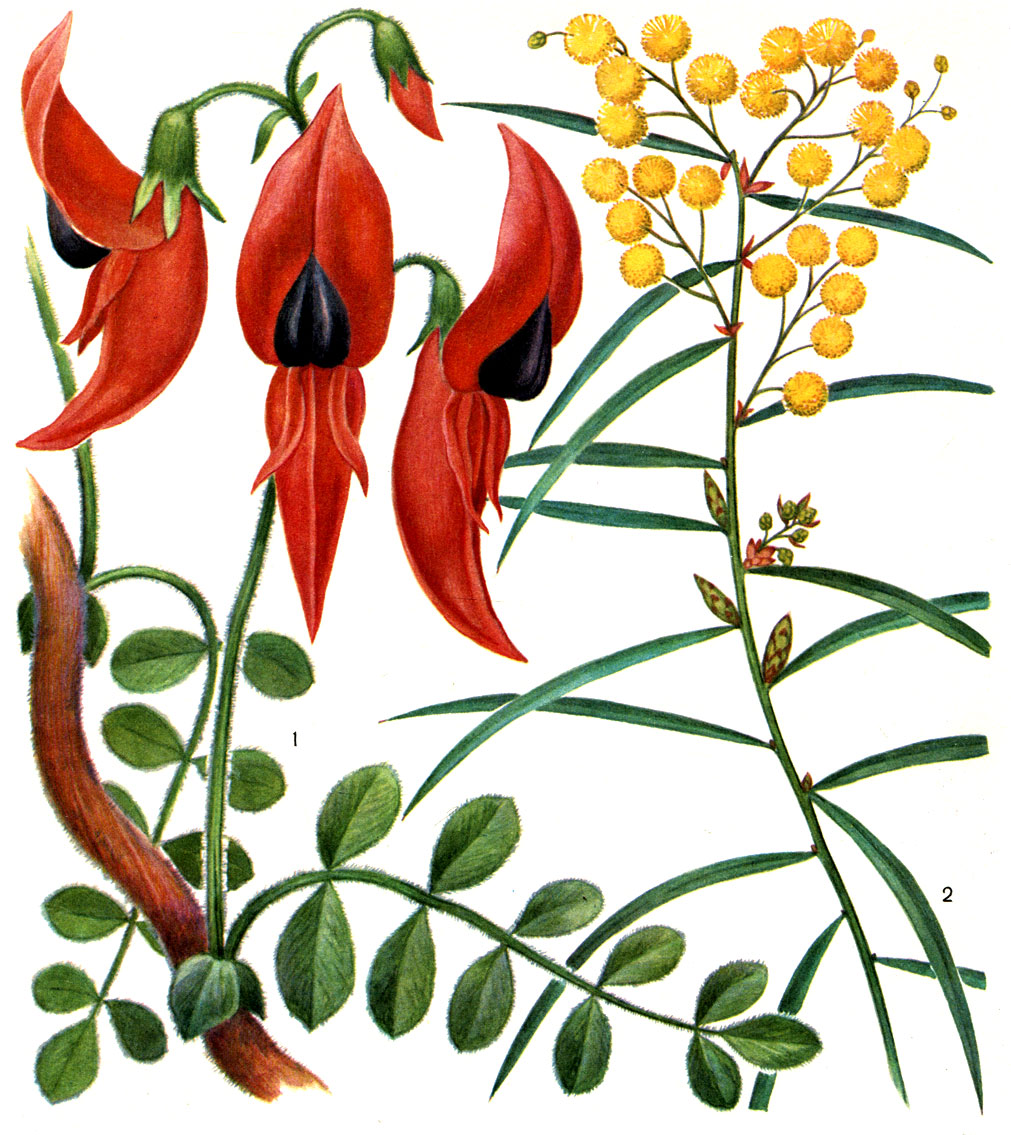 Таблица 28. Бобовые: 1 - клиантус красивый (Clianthus formosus), 2 - акация олеандролистная (Acacia neriifolia)