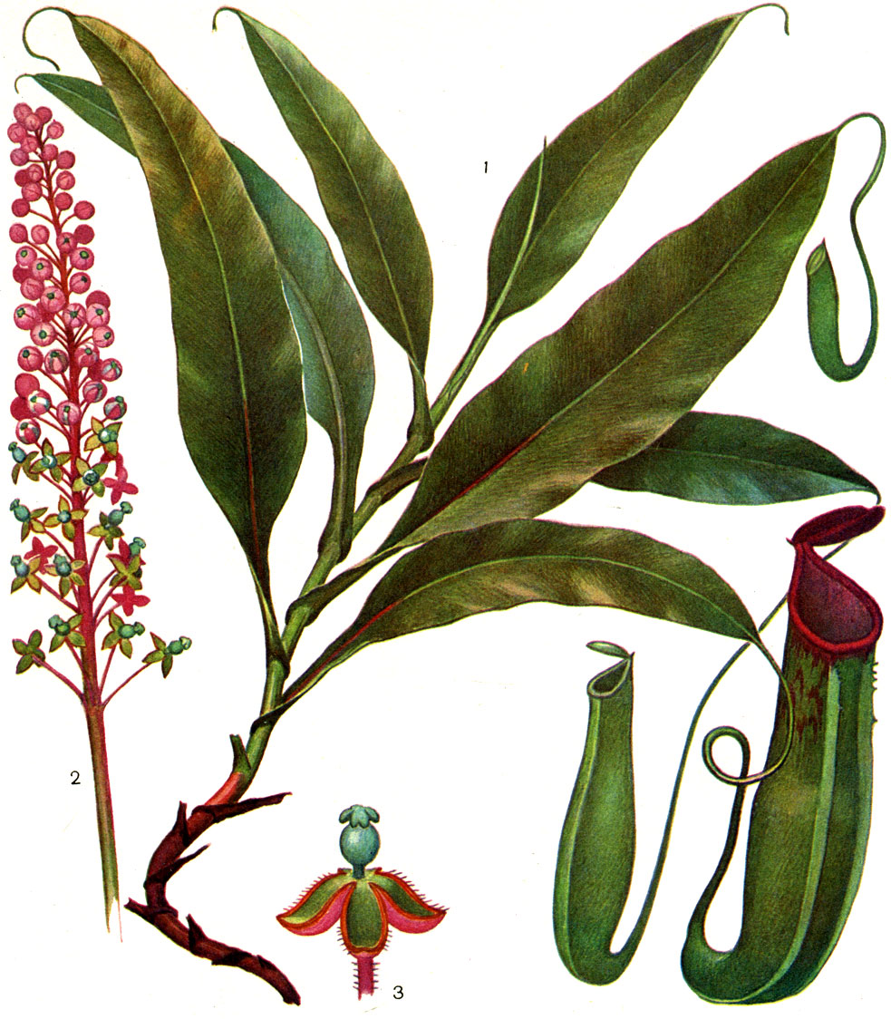 Таблица 29. Непентис гибридный (Nepenthes hybrida): 1 - ветвь растения с кувшинами в разной фазе развития; 2 - соцветие; 3 - мужской цветок