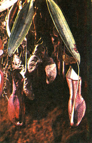 Таблица 30. Непентовые, дербенниковые и гранатовые: 1 - непентес новокаледонский (Nepenthes neocaledonica), Новая Каледония