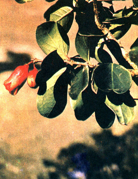 Таблица 30. Непентовые, дербенниковые и гранатовые: 4 - цветок граната протопуники (Punica protopunica), Сокотра
