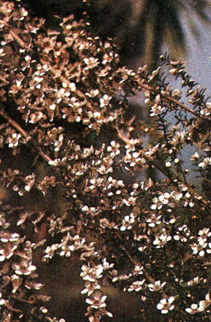 Таблица 32. Миртовые: 3 - лептоспермум прутьевидный (Leptospermum scoparium), Батумский ботанический сад