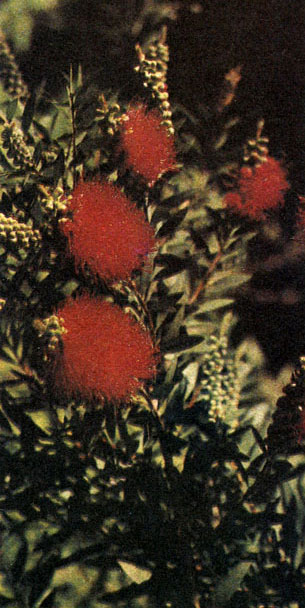 Таблица 32. Миртовые: 4 - каллистемон жестколистный (Callistemon rigidus), Батумский ботанический сад