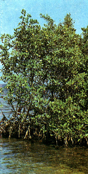 Таблица 33. Комбретовые, кипрейные и ризофоровые: 6 - участок мангровых зарослей на острове Куба из ризофоры мангле (Rhizophora mahgle)