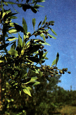 Таблица 33. Комбретовые, кипрейные и ризофоровые: 1 - конокарпус прямостоящий (Conocarpus erectus), остров Куба