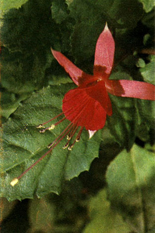 Таблица 33. Комбретовые, кипрейные и ризофоровые: 3 - фуксия магелланскас (Fuchsia magellanica), оранжереи Главного ботанического сада в Москве