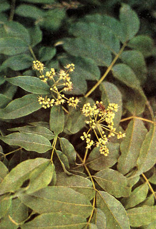 Таблица 34. Рутовые и парнолистниковые: 3 - бархатное дерево китайское (Phellodendron chinense), Батумский ботанический сад