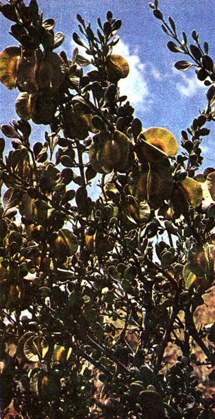 Таблица 34. Рутовые и парнолистниковые: 4 - парнолистник крупноплодный (Zygophyllum megacarpum), Киргизия