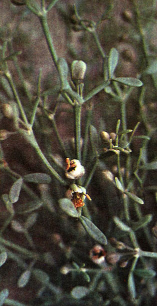 Таблица 34. Рутовые и парнолистниковые: 5 - парнолистник яйцевидный (Z. ovigerum), окрестности Красноводска