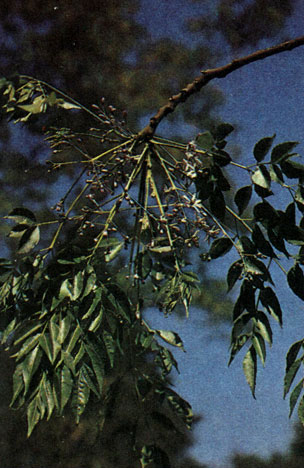 Таблица 35. Мелиевые и анакардиевые: 1 - мелия азедарах (Melia azedarach), Батумский ботанический сад