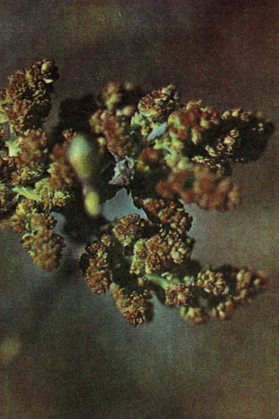 Таблица 35. Мелиевые и анакардиевые. Фисташка туполистная (Pictacia mutica), мужские соцветия, еще не вполне развитые, Южный Крым