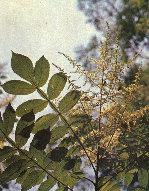 Таблица 35. Мелиевые и анакардиевые. Сумах китайский (Rhus chinensis), Батумский ботанический сад