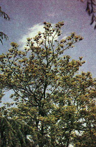 Таблица 35. Мелиевые и анакардиевые: 3 - пупартия Форда (Poupartia fordii) в цвету, Батумский ботанический сад