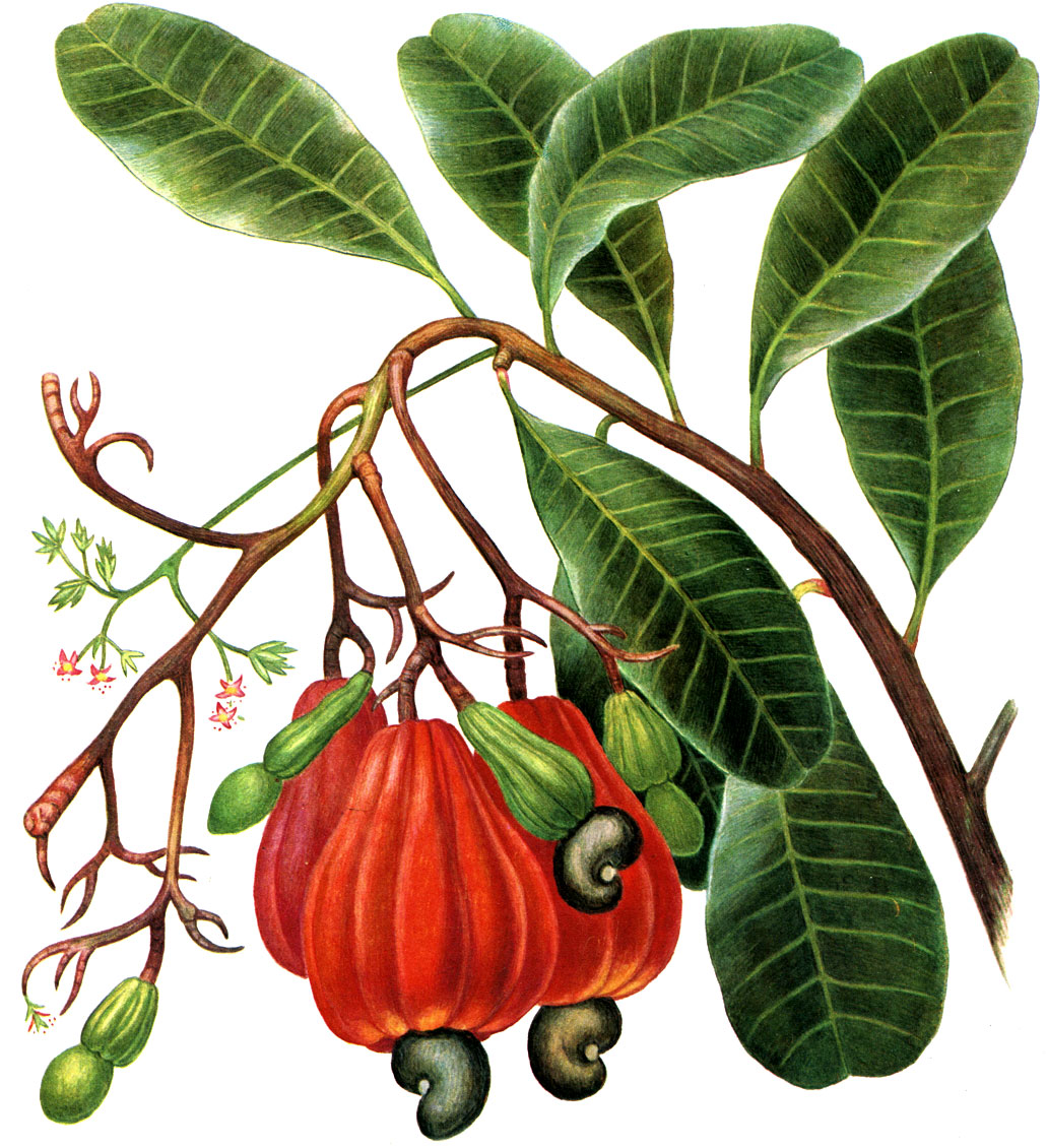 Таблица 36. Анакардиум западный, или кешью (Anacardium occidentale), ветвь с цветками и плодами