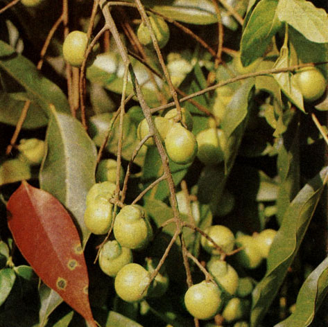 Таблица 37. Стафилеевые, сапиндовые, кленовые и конскокаштановые: 2 - сапиндус мукуроси (Sapindus mukorossi), листья и незрелые плоды (лист красного цвета - пораженный грибом), Батумский ботанический сад