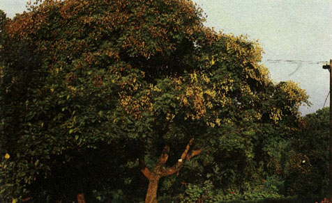 Таблица 37. Стафилеевые, сапиндовые, кленовые и конскокаштановые: 3 - кёльрёйтерия метельчатая (Koelreuteria paniculata), Батумский ботанический сад