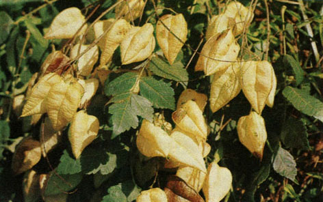 Таблица 37. Стафилеевые, сапиндовые, кленовые и конскокаштановые: 4 - кёльрёйтерия метельчатая, плоды и лист, Батумский ботанический сад