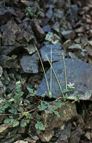 Таблица 38. Льновые, гераниевые и бальзаминовые: 3 - журавельник Геффта (Erodium hoefftianum), Туркмения