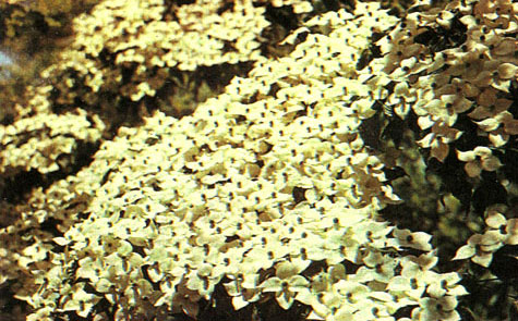 Таблица 39. Мальпигиевые,истодовые и кизиловые: 3 - кизил японский (Cornus kousa), Батумский ботанический сад