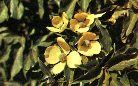 Таблица 39. Мальпигиевые,истодовые и кизиловые: 4 - кизил головчатый (C. capitata), Батумский ботанический сад