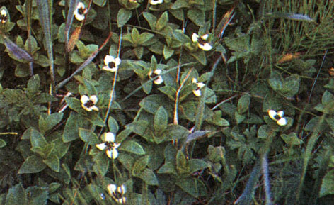 Таблица 39. Мальпигиевые,истодовые и кизиловые: 5 - кизил шведский (C.suecica), в цвету, Дальний Восток