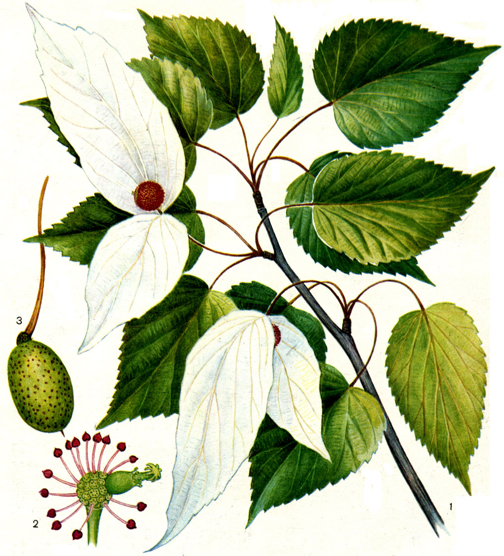 Таблица 40. Давидия обёрточная (Davidia involucrata): 1 - ветвь с цветками; 2 - соцветие (часть тычинок в мужских цветках удалена); 3 - плод