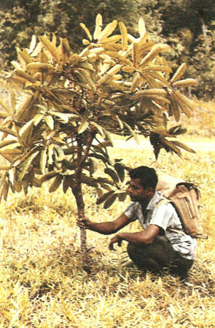 Таблица 41. Аралиевые: 1 - шефлера Скортечини (Schefflera scortechinii), Малайзия